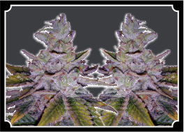 PURPLE KUSH Feminized